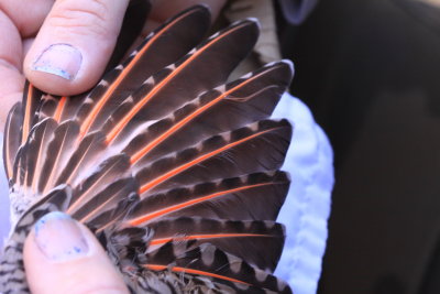 Red-shafted Flicker (Colaptes auratus)
