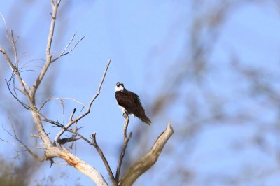 Osprey (Pandion haliaetus)