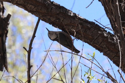 White-breasted Nuthatch (Sitta carolinensis)