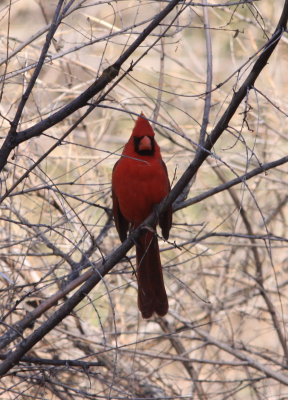Northern Cardinal (Cardinalis cardinalis) - male
