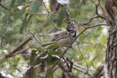 Bridled Titmouse (Baeolophus wollweberi)