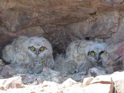 Great Horned Owlets