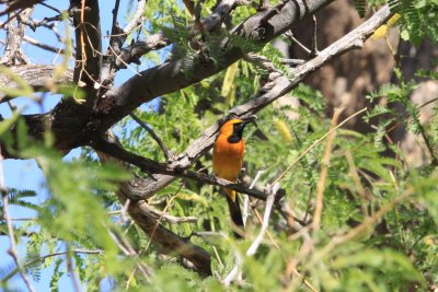 Hooded Oriole (Icterus cucullatus) - male