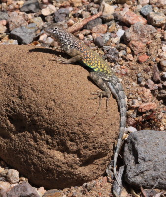 Greater Earless Lizard (Cophosaurus texanus)