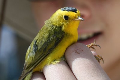 Wilson's Warbler