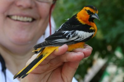 Bullock's Oriole