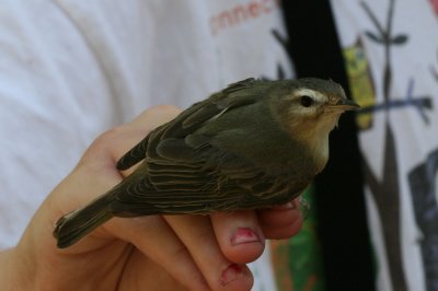 Warbling Vireo