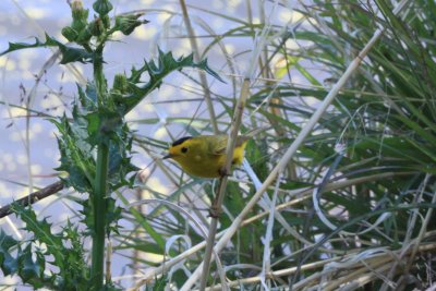 Wilson's Warbler