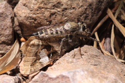 Robber Fly takes a moth