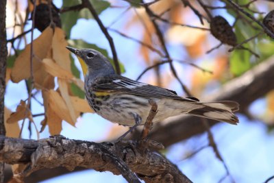 Yellow-rumped Warbler