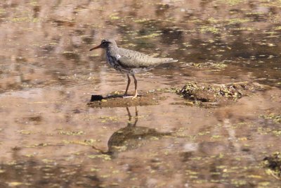 Spotted Sandpiper