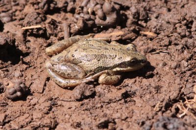 Western Chorus Frog (Pseudodacris triseriata)