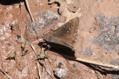 Northern Cloudywing (Thorybes pylades) 
