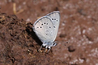 Silvery Blue (Glaucopsyche lygdamus) 