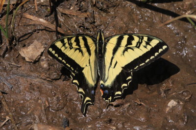 Western Tiger Swallowtail (Papilio rutulus) 