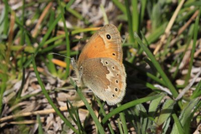 Common Ringlet (Coenonympha tulia) 