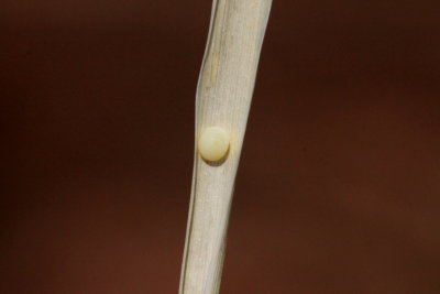 Vierecks Skipper (Atrytonopsis vierecki) - ovum