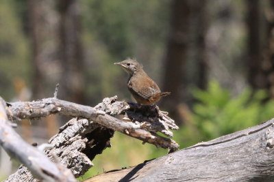 Sumkinda Wren