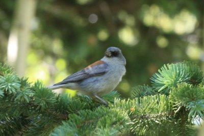 Dark-eyed Junco