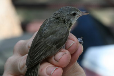 Bell's Vireo (Vireo bellii)