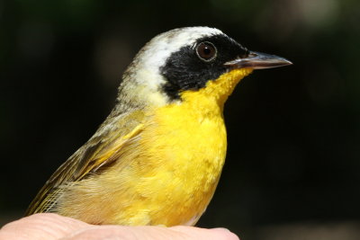 Common Yellowthroat (Geothlypis trichas) - male