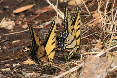 Two-tailed Swallowtail (Papilio multicaudata)