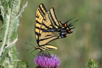 Two-tailed Swallowtail (Papilio multicaudata)  
