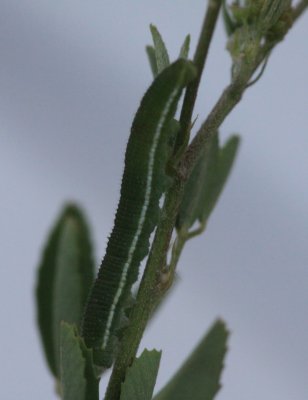 Clouded Sulphur (Colias philodice) - larva