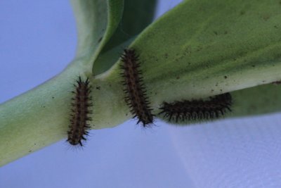 Anicia Checkerspot (Euphydryas anicia capella) - larva