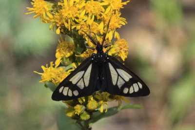 Police Car Moth (Gnophaela vermiculata)