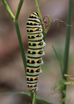 Black Swallowtail (Papilio polyxenes) - larva