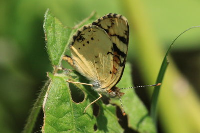 Painted Crescent (Phyciodes picta) 