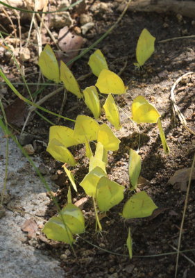 Mexican Yellow (Eurema mexicana) 