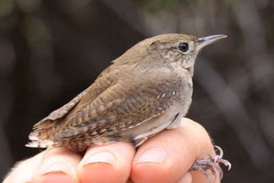 House Wren