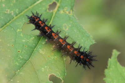 Bordered Patch (Chlosyne lacinia) - larva
