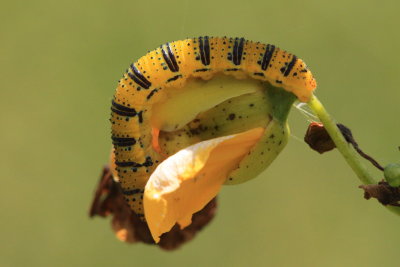  Cloudless Sulphur (Phoebis sennae) - larva