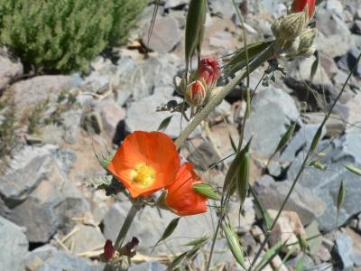 Globe Mallow