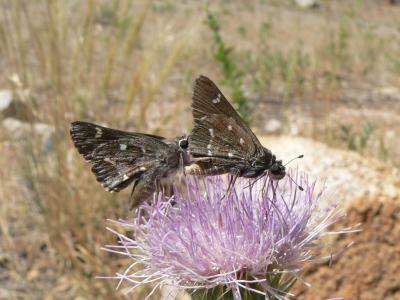 Python Skipper (Atrytonopsis python)