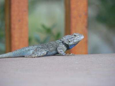 Clark's Spiny Lizard