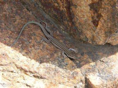 Desert Grassland Whiptail