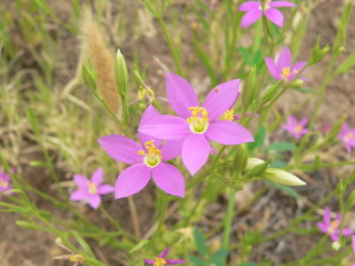 Buckleys Centaury