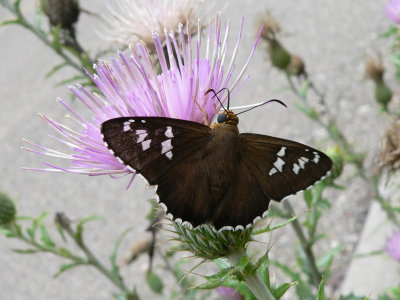 Arizona Araxes Skipper (Apyrrothrix araxes arizonae)