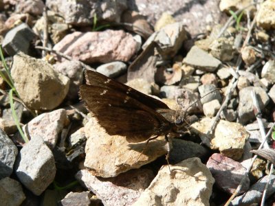 Northern Cloudywing (Thorybes pylades)