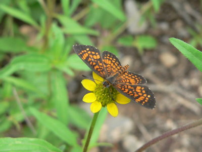 Arizona Checkerspot (Texola perse)