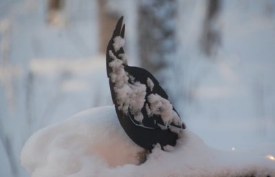 winter raven.jpg