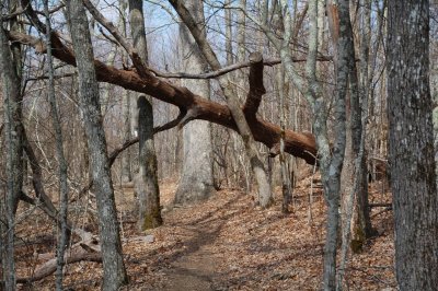 AT through the trees