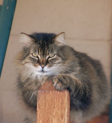 Catzilla at the Hike Inn