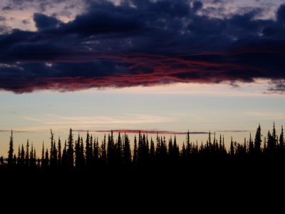 blackspruce and clouds