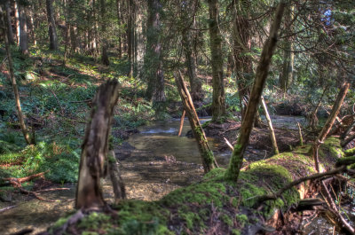 Royal Roads stream