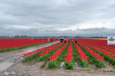 Skagit Valley Tulips 2011